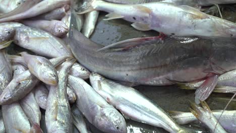 Verschiedene-Fischarten,-Die-Auf-Dem-Markt-Verkauft-Werden