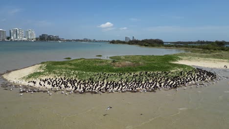 A-flock-of-migratory-seabirds-rest-on-a-natural-sand-island-close-to-a-urban-city-high-rise-skyline