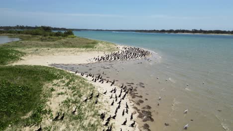 Flocks-of-migrating-Cormorant-seabirds-gather-on-a-scenic-sand-island-to-commence-breeding