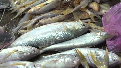 Verschiedene-Fischarten,-Die-Auf-Dem-Markt-Verkauft-Werden