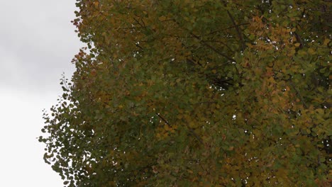 Der-Herbstbaum-Wiegt-Sich-Im-Wind-Und-Malt-Eine-Farbenfrohe-Und-Friedliche-Außenszene