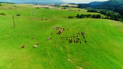 Aerial-view-of-cows-in-a-herd-on-a-green-agriculture-pasture-during-sunny-summer-day-in-High-Tatras-mountains-in-Slovakia