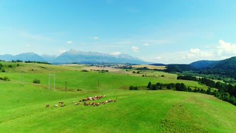 Luftaufnahme-Von-Kühen-In-Einer-Herde-Auf-Einer-Grünen-Weide-An-Einem-Sonnigen-Sommertag-Mit-Dem-Erstaunlichen-Gipfel-Des-Krivan-Gipfels,-Dem-Symbol-Der-Slowakei-In-Der-Hohen-Tatra-Im-Hintergrund