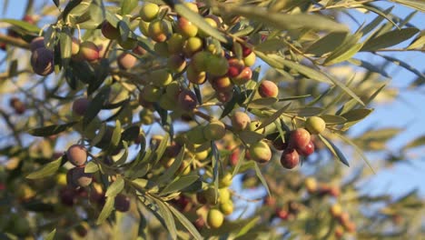 Close-up-of-an-olive-tree-with-many-olives-ripening-to-become-olive-oil