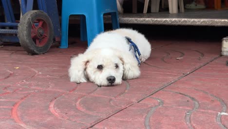 Cute-and-beautiful-fluffy-dog-resting-on-the-floor