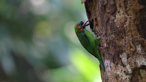 Pecking-deep-and-then-looks-to-its-left-while-it-throws-wood-materials-to-the-right-so-its-burrow-will-be-deeper,-Blue-eared-Barbet-Psilopogon-cyanotis,-Thailand