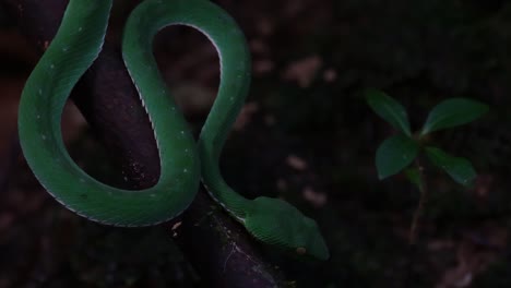 Very-close-capture-of-the-Vogel's-Pit-Viper-Trimeresurus-vogeli-while-the-camera-zooms-out,-Thailand