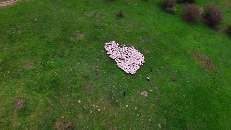 Aerial-Drone-Footage-of-Sheep-flock-on-pasture-meadow