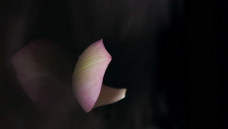 Delicate-lotus-petal-balancing-and-reflecting-on-water-surface-rotates-with-the-soft-wind-and-swirling-mist