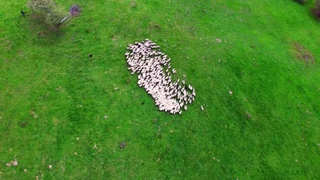 Aerial-view-of-sheep-flock-being-squeezed-and-moved-on-green-pasture-using-sheep-dogs