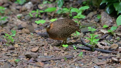 Found-going-to-the-left-after-foraging-a-little,-Scaly-breasted-Partridge-Tropicoperdix-chloropus,-Thailand