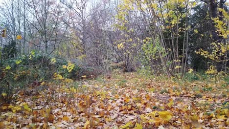 Ein-Spaziergang-Im-Wald-In-Berlin,-Deutschland,-Natur,-Abgestorbene-Blätter,-Bäume,-Farben-Des-Herbstes,-HD,-30-Fps,-10-Sek
