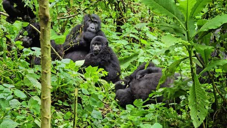 Family-of-gorillas-in-the-wild