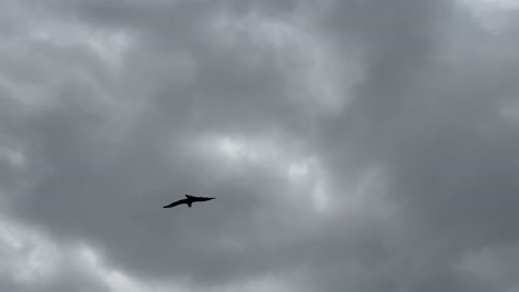 Schwarzmilanvögel-Zieren-Den-Himmel-über-Dem-Hafen-Von-Keelung