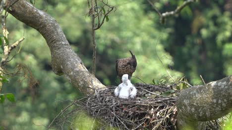 a-javan-hawk-eagle-is-waiting-for-its-young-in-a-nest-in-a-big-tree