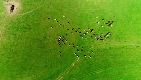 Aerial-top-shot-view-of-the-herd-of-cows-on-the-green-meadow-pasture