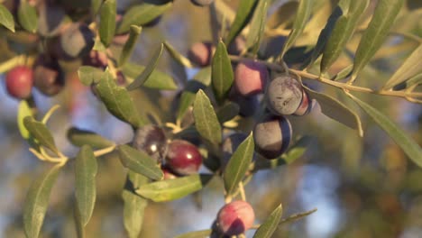 Slow-motion-close-up-of-olives-in-the-olive-tree-ready-to-be-harvested-to-make-virgin-olive-oil