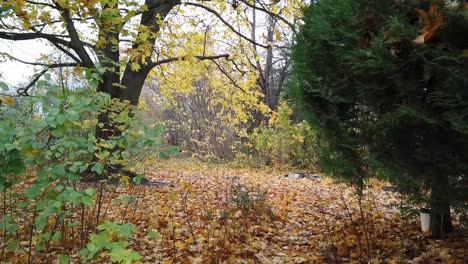 Pan-up-diagonal-to-the-left-in-a-Park-in-Berlin-Germany-Nature-dead-leaves-trees-colors-of-Autumn-HD-30-FPS-8-secs
