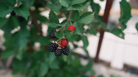 Ripening-Blackberries-on-Branch.-close-up
