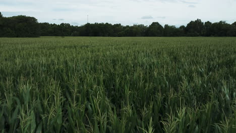 Immergrün-Wachsende-Maisfelder-In-Der-Nähe-Von-Lamar-Im-Barton-County,-Missouri,-Vereinigte-Staaten