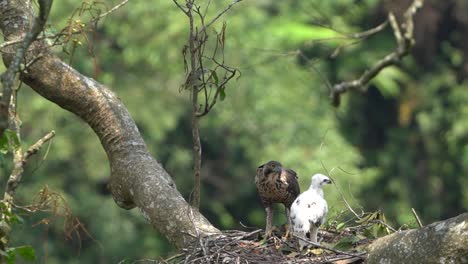 javan-hawk-eagle-in-a-nest-in-a-tall-tree