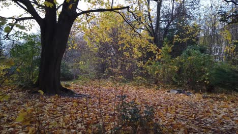 Ein-Waldspaziergang-In-Berlin-Deutschland-Natur-Tote-Blätter-Bäume-Farben-Des-Herbstes-V2-HD-30-Fps-9-Sek