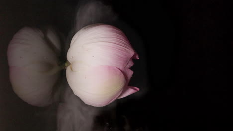 Lotus-flower-reflecting-on-dark-water-surface-with-swirling-mist,-vertical-footage-copy-space