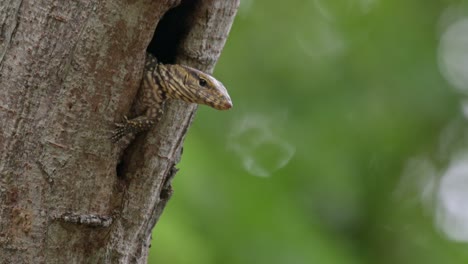 Camera-zooms-out-revealing-this-individual-looking-to-the-right-with-its-left-leg-out-to-balance,-Clouded-Monitor-Lizard-Varanus-nebulosus,-Thailand