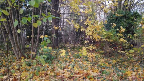 Schwenk-Nach-Rechts-In-Einem-Park-In-Berlin,-Deutschland,-Natur,-Tote-Gelbe-Blätter,-Bäume,-Farben-Des-Herbstes,-HD,-30-Fps,-6-Sek