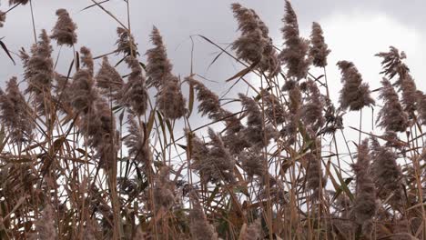 Wind-rustles-cane-reeds-on-mountain-lake,-creating-a-tranquil-autumn-scene