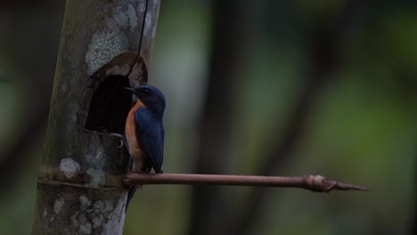 Ein-Blau-Gefiederter-Vogel-Namens-Wurmschnäpper-überwacht-Seine-Jungen-In-Einem-Bambusnest