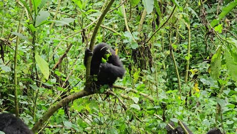 Junger-Gorilla-Auf-Einem-Baum