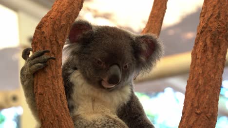 Southern-koala,-phascolarctos-cinereus-victor-with-fluffy-grey-fur,-sitting-on-the-tree,-one-hand-holding-on-the-trunk,-slowly-turning-its-head-around,-close-up-shot-of-an-Australian-wildlife-species