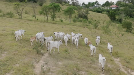 Luftaufnahmen-In-Zeitlupe,-Die-Einer-Gruppe-Weißer-Kühe-In-Brasilien-Folgen