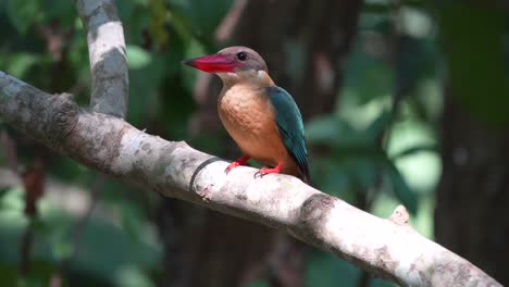 A-stork-billed-kingfisher-perched-on-a-branch-above-a-river
