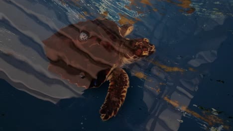 Grüne-Meeresschildkröte-Schwimmt-Im-Klaren-Salzwasserteich,-Zuflucht-Schützt-Gefährdete-Tiere