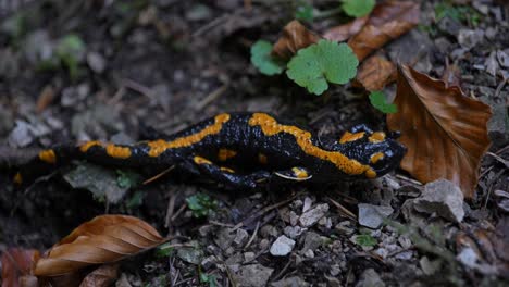 clumsy-movements-of-a-fire-salamander-indigenous-to-eastern-Europe-and-Romania