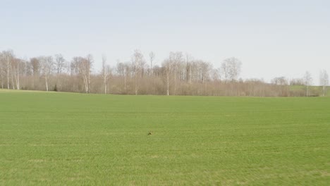 Aerial-forward-follow-of-fox-run-on-spring-green-farm-field-toward-forest