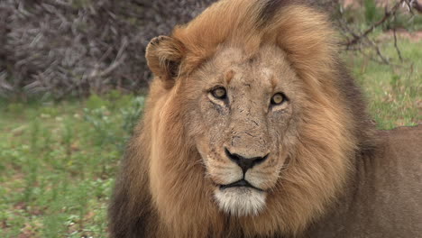Close-up-of-a-gorgeous-male-lion-with-his-mane-blowing-in-the-wind