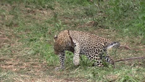 A-young-leopard-fascinated-by-the-scent-of-something-on-a-small-stick,-rubbing-and-scenting
