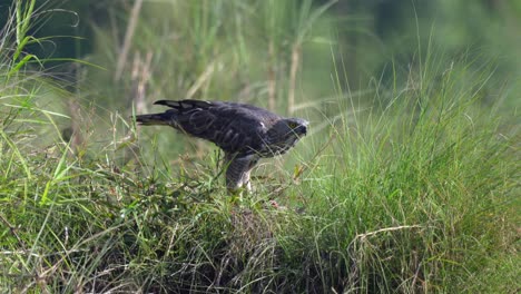 Ein-Adler-Im-Chitwan-Nationalpark-In-Nepal-Testet-Ein-Junges-Krokodil
