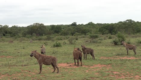 Hyenas-waiting-close-to-a-lion-carcass,-waiting-to-scavenge