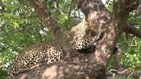 A-leopard-perched-in-a-tree,-grooming-on-a-windy-and-sunny-day-in-Africa