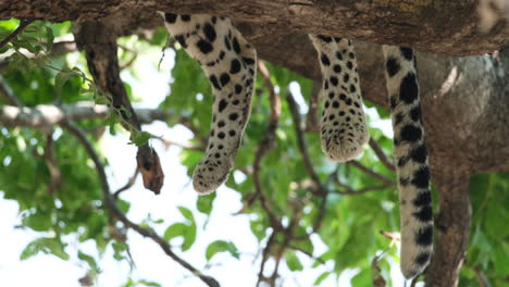 Pies-Y-Cola-De-Leopardo-Africano-Descansando-Sobre-La-Rama-De-Un-árbol.