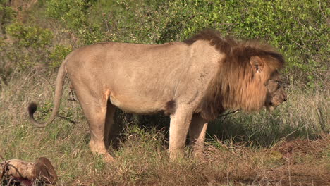 A-male-lion-feeding-on-the-remains-of-a-carcass