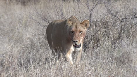 Tracking-shot-of-lioness-walking-through-African-bushveld-landscape
