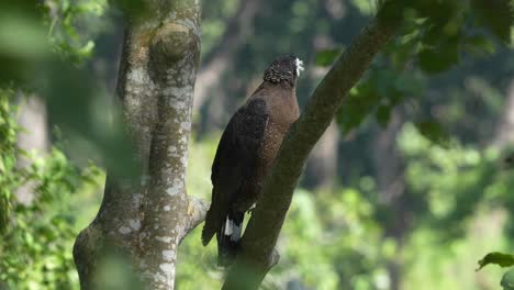 A-crested-serpent-eagle-perched-in-a-tree-in-the-Chitwan-National-Park-in-Nepal