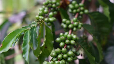 Unripe-green-coffee-growing-on-tree,-agricultural-crop,-coffee-production-on-plantation