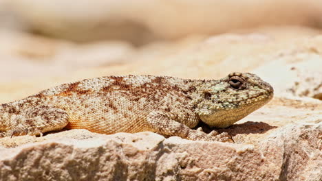 Southern-Rock-Agama-sunning-itself-on-rock-in-midday,-closeup-profile-shot