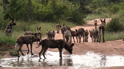 Slow-zoom-out-on-a-pack-of-African-wild-dogs-cooling-down-in-rain-puddle-on-a-dirt-road-in-The-Kruger-National-Park,-South-Africa